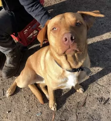 Bear7 - adoption pending