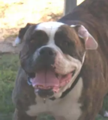 Bella - beautiful Family Dog