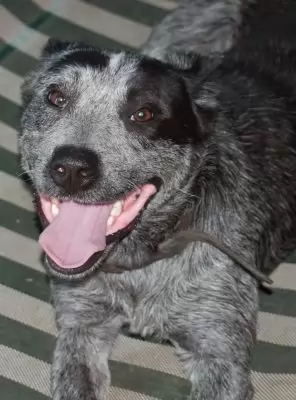 Bella9 -on hold pending adoption
