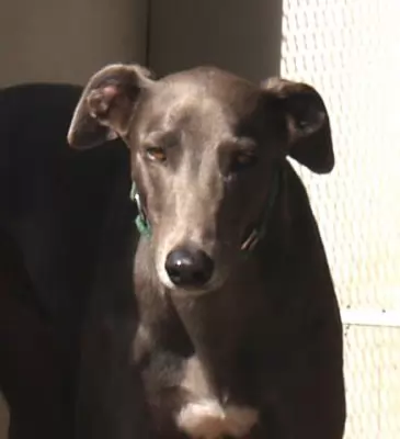 Billy Lee - our beautiful Blue Boy