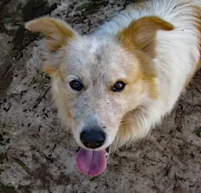 Blue2 - on hold pending adoption