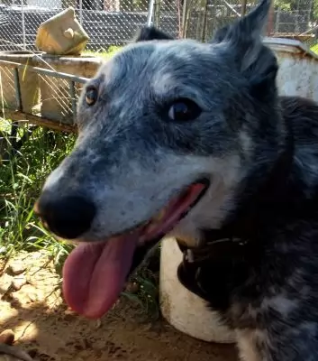 Bluey medium male blue cattle dog
