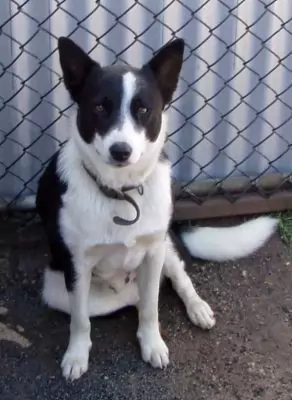 Bolt - adoption pending