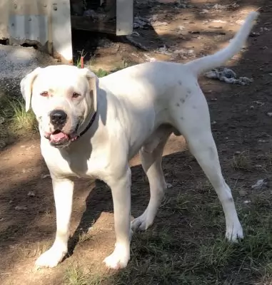 Boogie aka Boogstar