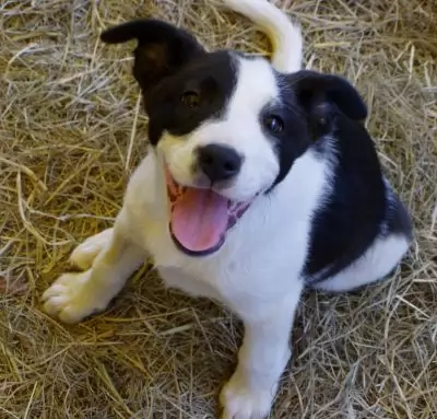 Brooke - adoption pending