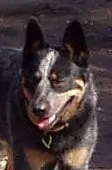 Bruce