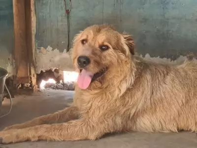 Buddy - on hold adoption pending
