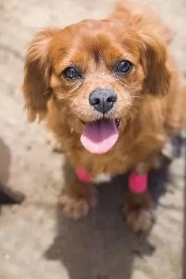 Buddy10