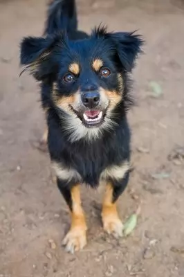 Buddy12