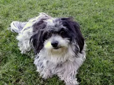 Buddy8
