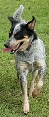 Buddy9