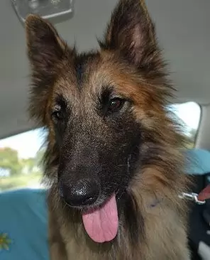BuddyBoy