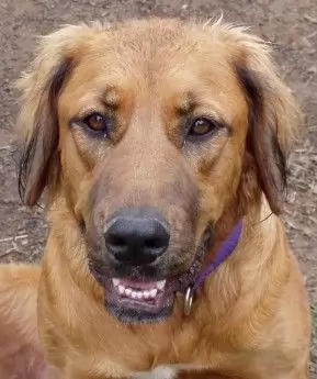 Cane Corso Dog cross Setter - Molly Mollusc