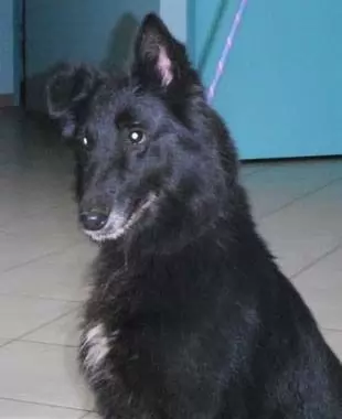 Charlie Girl
