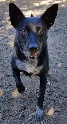 Charlie10
