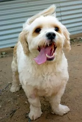 Charly - adoption pending
