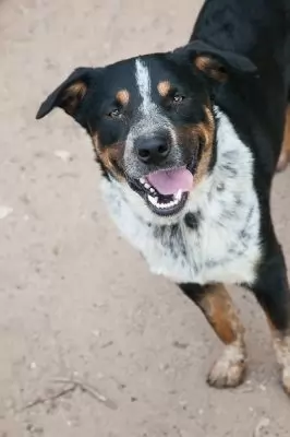 Chevy