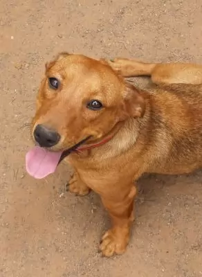 Chillie - adoption pending