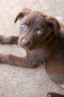 Choco