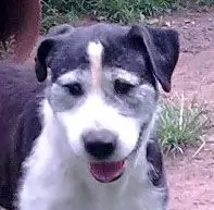 Chopper - our Gentle Giant