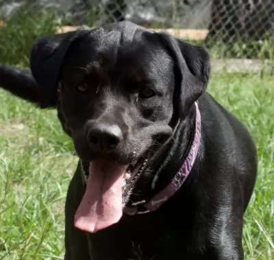 Coco