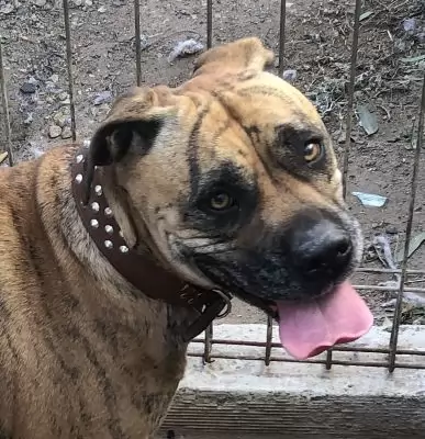 Coco
