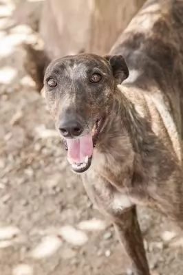 Coco - greyhound