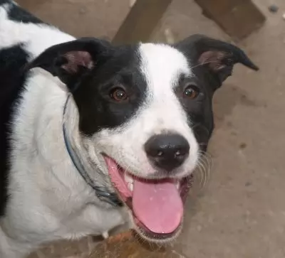 Cooper - Border Collie Cross
