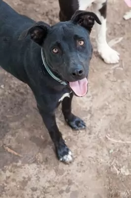 Cosmo Rex