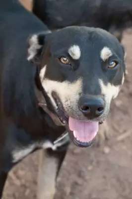Cujo
