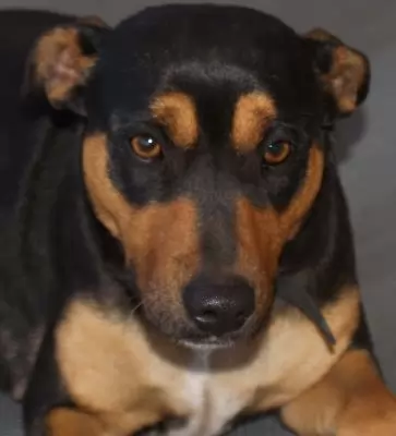 Dameka Kelpie Cross Dog