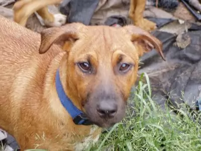 Dane - adoption pending