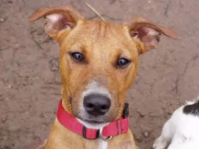 Dean - Rehomed!