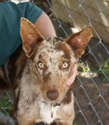 Didee - adoption pending