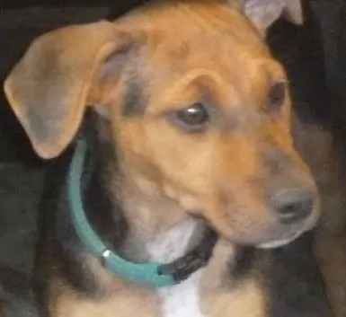 Dina