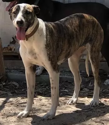 Dina
