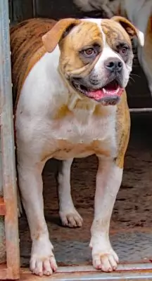 Dolly