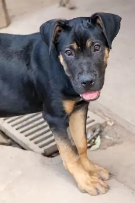 Dozer