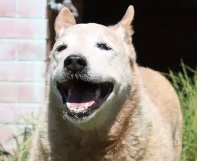 Dozer2