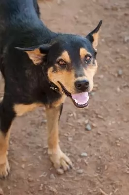 Duke3