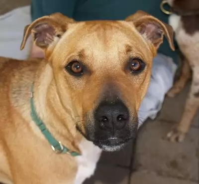 Ellie - adoption pending
