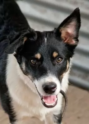 Elliott