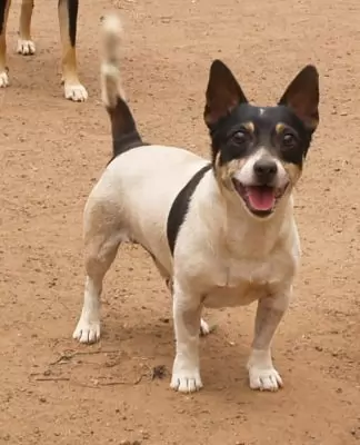 Foxy Tex - loves to play ball