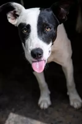 Frankie