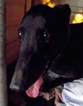 Freddi - Male Greyhound