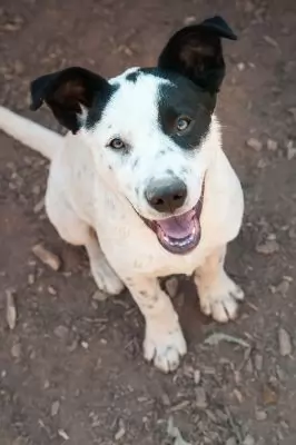 Geordie on hold adoption pending