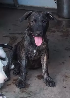 george4