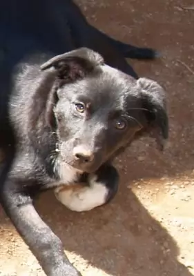 Georgia - adoption pending