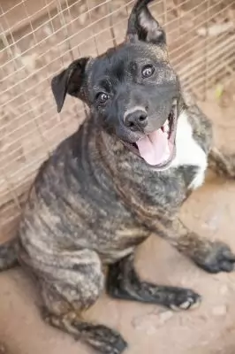 Georgie