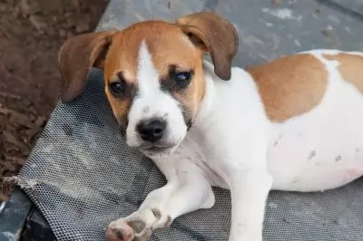Goren - old hold adoption pending